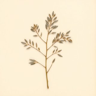 Elaeagnus angustifolia (Russian olive) — botanical photograph