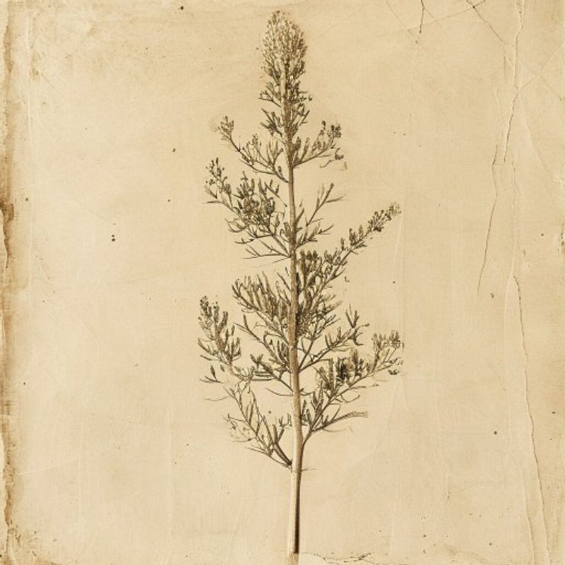 Eleutherococcus seoulensis (Eleutherococcus seoulensis) — botanical photograph