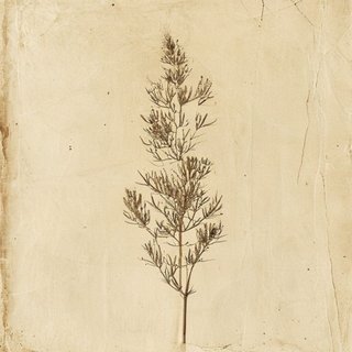Ephedra ciliata (Ephedra ciliata) — botanical photograph
