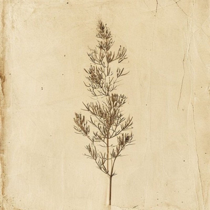 Ephedra ciliata