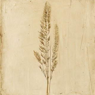 Equisetum telmateia (Giant Horsetail) — botanical photograph
