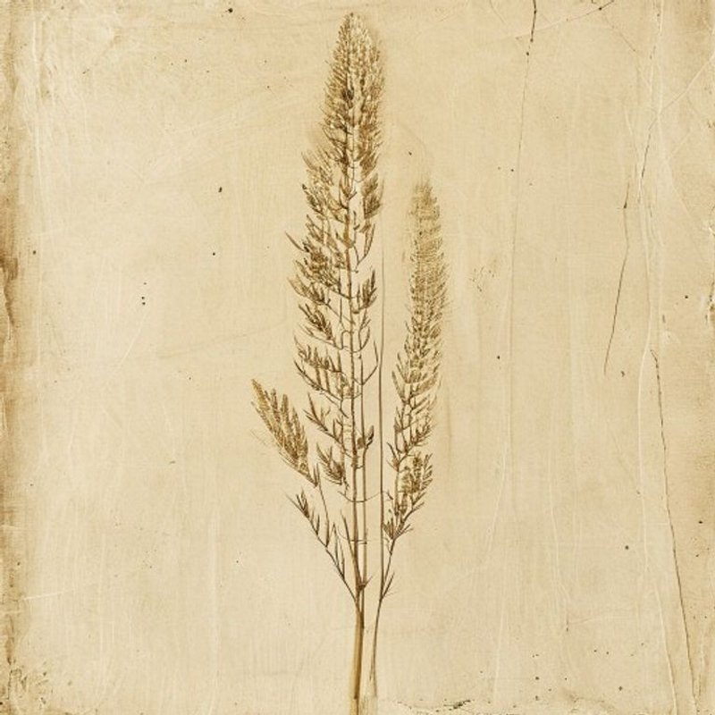 Giant Horsetail