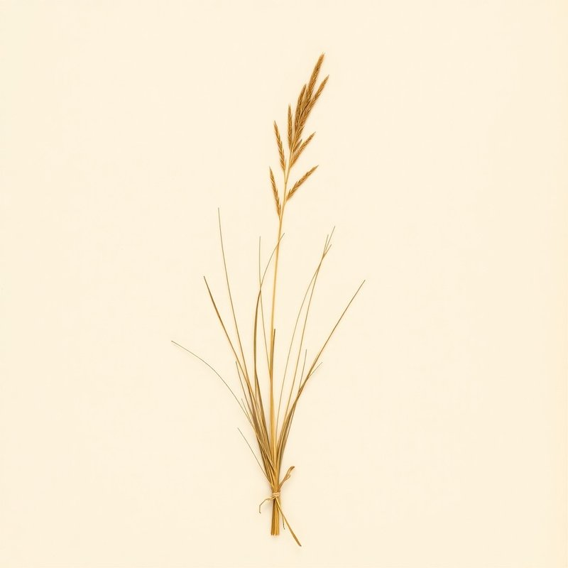 Weeping Love Grass