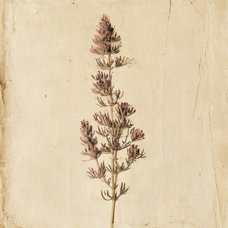 Eryngium creticum (Eryngo) — botanical photograph
