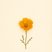 Eschscholzia californica (Californian Poppy) — botanical photograph