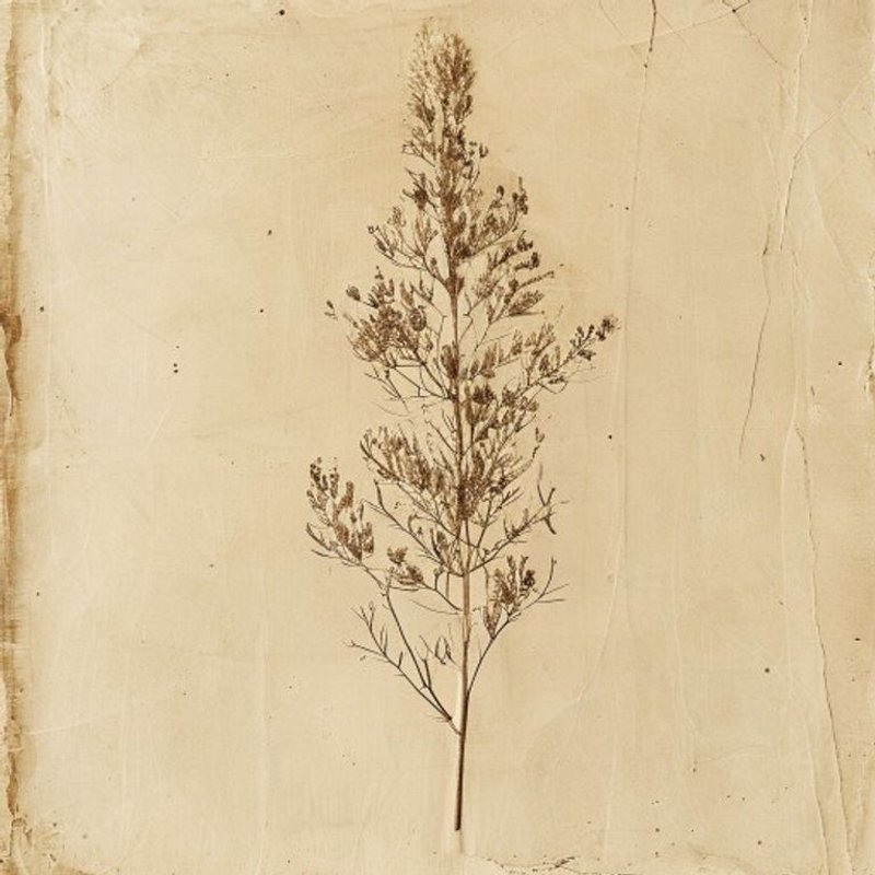Fallugia paradoxa (Apache Plume) — botanical photograph