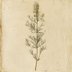 Foeniculum vulgare (Fennel) — botanical photograph