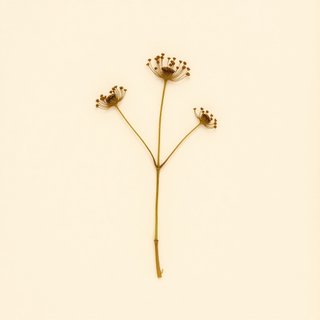 Gastrodia cunninghamii (Gastrodia cunninghamii) — botanical photograph