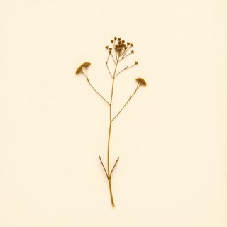 Gastrodia elata (Tien Ma) — botanical photograph
