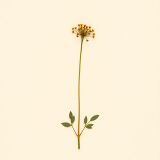 Geum aleppicum (Yellow Avens) — botanical photograph