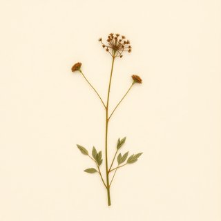 Geum urbanum (Wood Avens) — botanical photograph