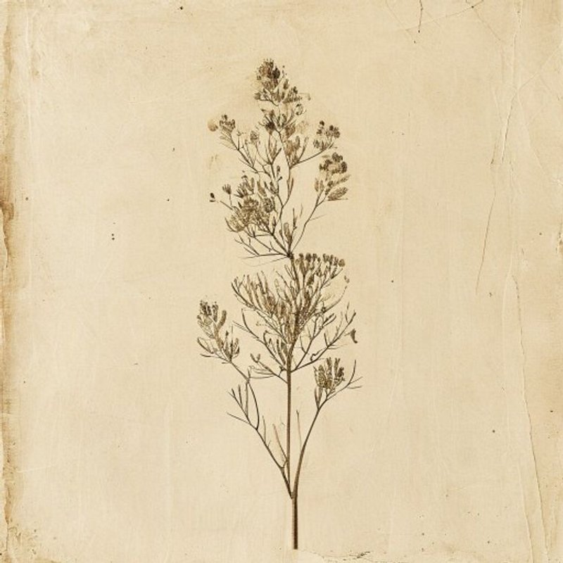 Gnaphalium japonicum