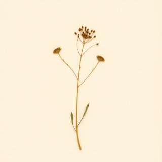 Greigia sphacelata (Greigia sphacelata) — botanical photograph