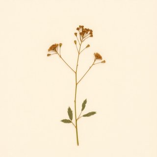 Griselinia littoralis (Griselinia littoralis) — botanical photograph