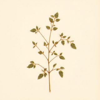 Gynostemma pentaphyllum (Sweet Tea Vine) — botanical photograph