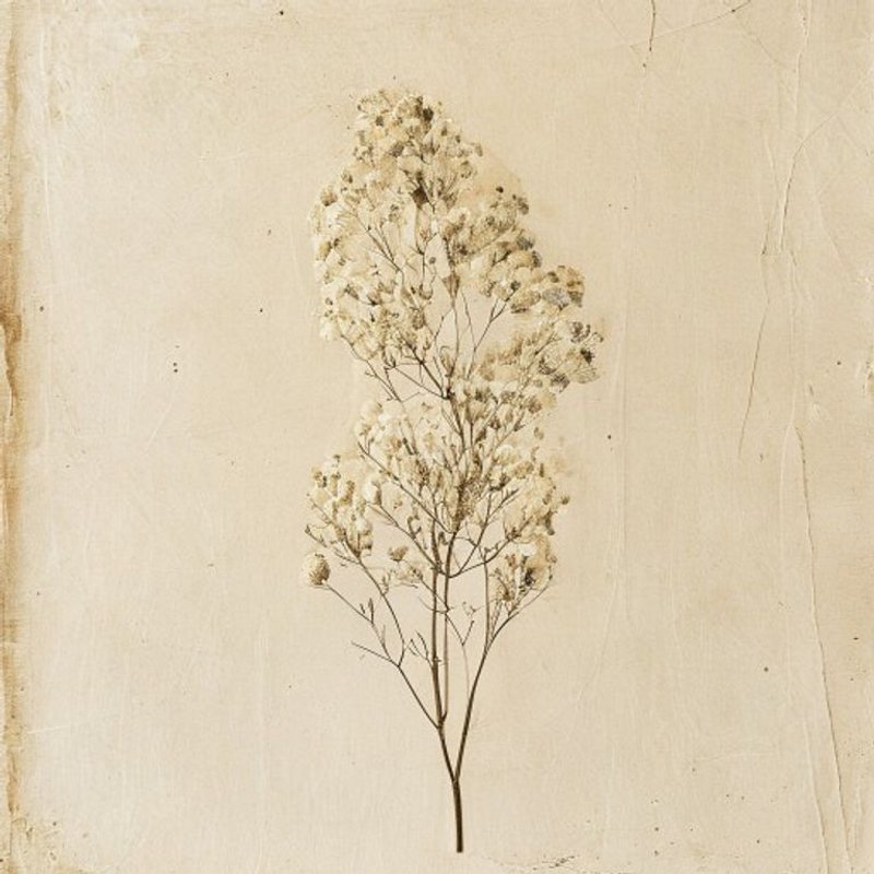 Gypsophila davurica