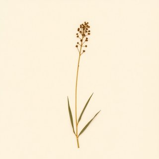 Habenaria intermedia (Habenaria intermedia) — botanical photograph