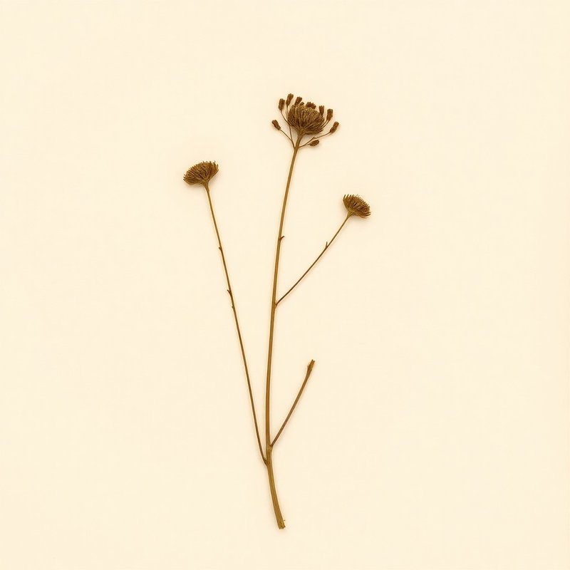 Heteropappus hispidus
