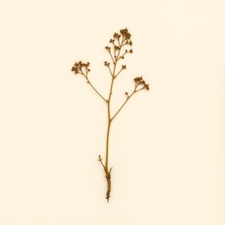 Heuchera micrantha (Alum Root) — botanical photograph