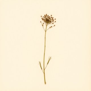 Himalayacalamus falconeri (Himalayacalamus falconeri) — botanical photograph