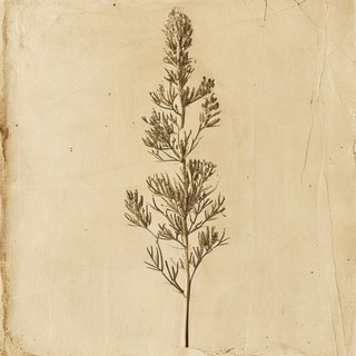 Himalayacalamus hookerianus (Padang) — botanical photograph