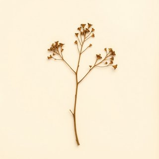 Hippophae rhamnoides (Sea-buckthorn) — botanical photograph