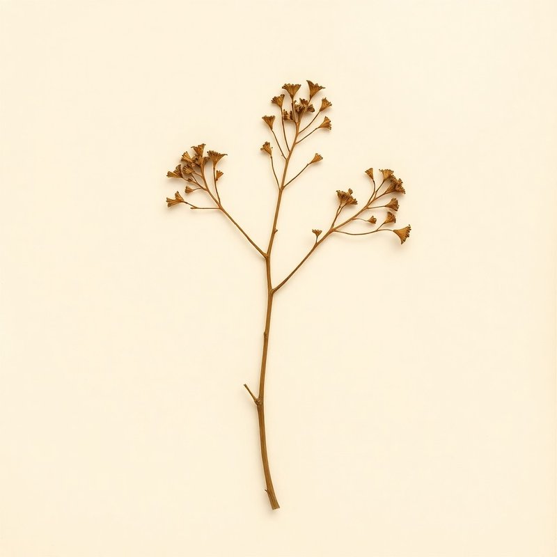 Hippophae rhamnoides (Sea-buckthorn) — botanical photograph