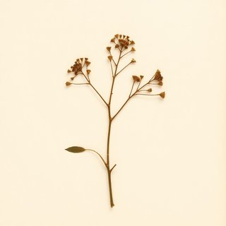 Hippophae tibetana (Tibetan Sea Buckthorn) — botanical photograph