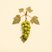 Humulus japonicus (Japanese Hop) — botanical photograph