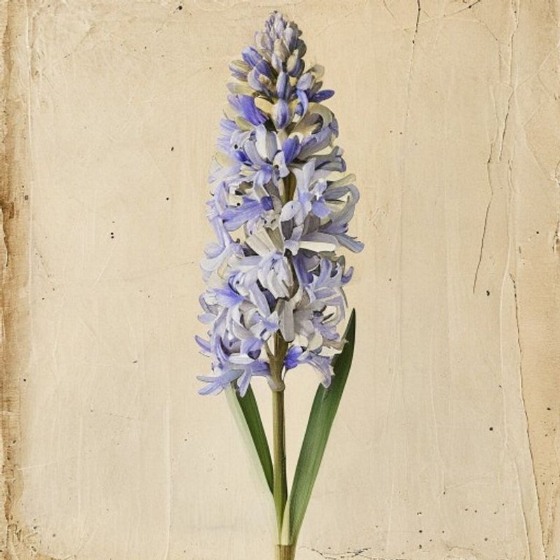 Bluebell