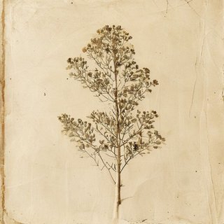 Idesia polycarpa (Iigeri tree) — botanical photograph