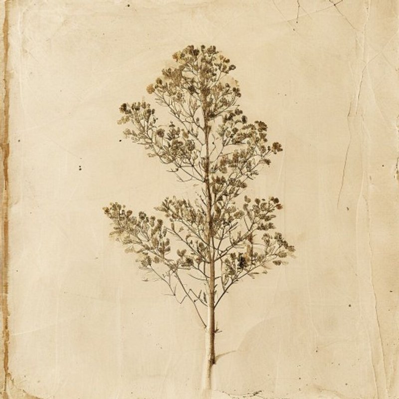 Iigeri tree