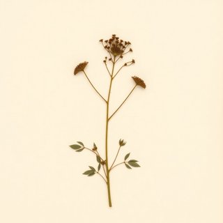 Indigofera tinctoria (Indigo) — botanical photograph