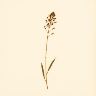 Inga insignis (Guaba de zorro) — botanical photograph