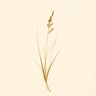 Juncus effusus (Soft Rush) — botanical photograph