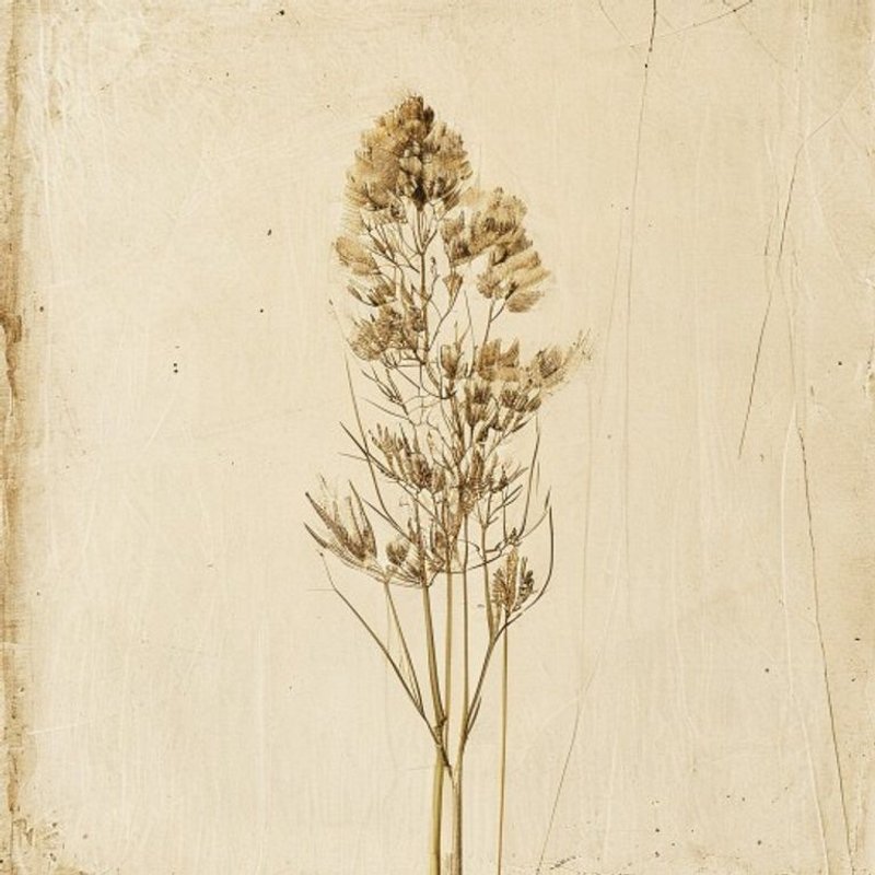 June Grass