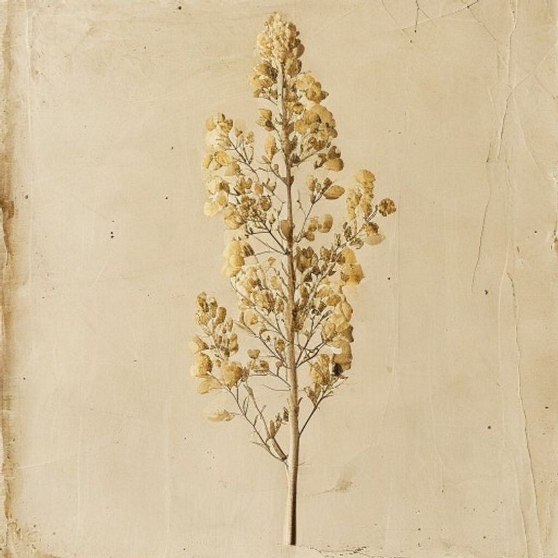 Golden-chain tree
