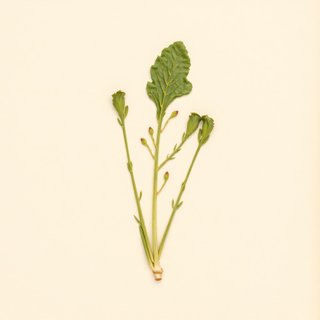Lactuca canadensis (Canada Lettuce) — botanical photograph