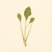 Lactuca indica (Indian Lettuce) — botanical photograph