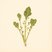 Lactuca quercina (Wild Lettuce) — botanical photograph