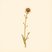 Lactuca serriola (Prickly Lettuce) — botanical photograph