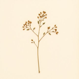 Landolphia kirkii (Sand apricot-vine) — botanical photograph