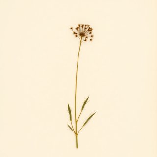 Lansium domesticum (Langsat) — botanical photograph