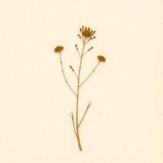 Laportea macrostachya (Laportea macrostachya) — botanical photograph