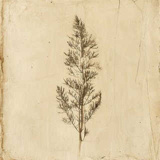 Larix occidentalis (Western Larch) — botanical photograph