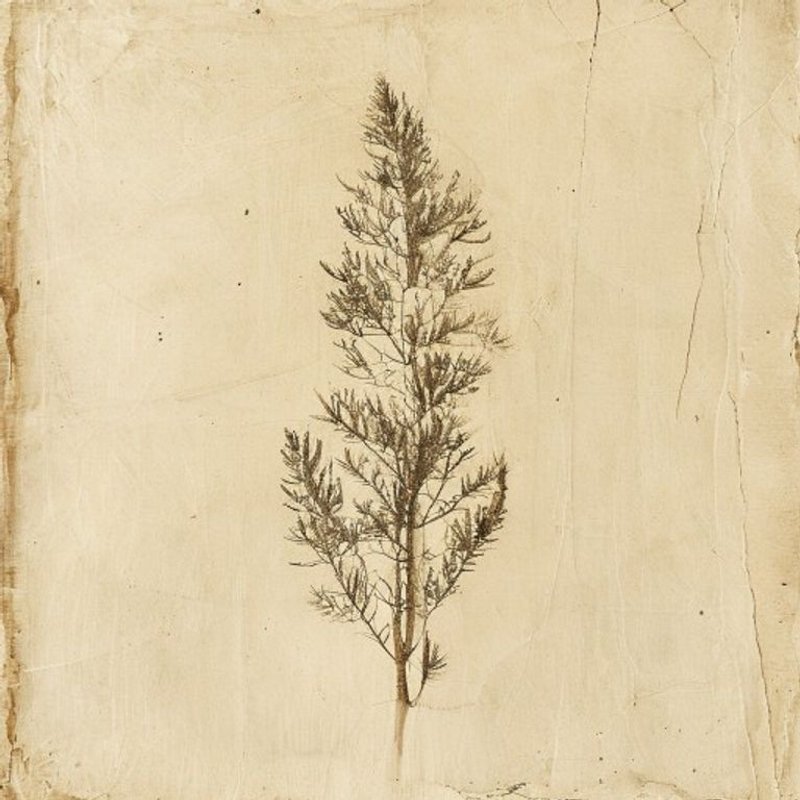 Western Larch