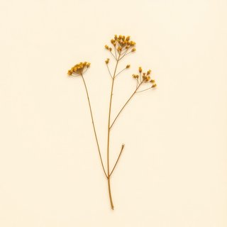 Lasthenia glabrata (Yellowray Goldfields) — botanical photograph