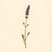 Lavandula angustifolia (Lavender) — botanical photograph