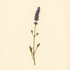 Lavandula angustifolia (Lavender) — botanical photograph