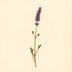 Lavandula angustifolia (Lavender) — botanical photograph